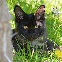 images/galerie-Nokken/Nøkken012.jpg
