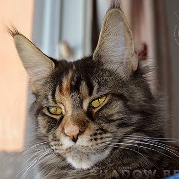Helga